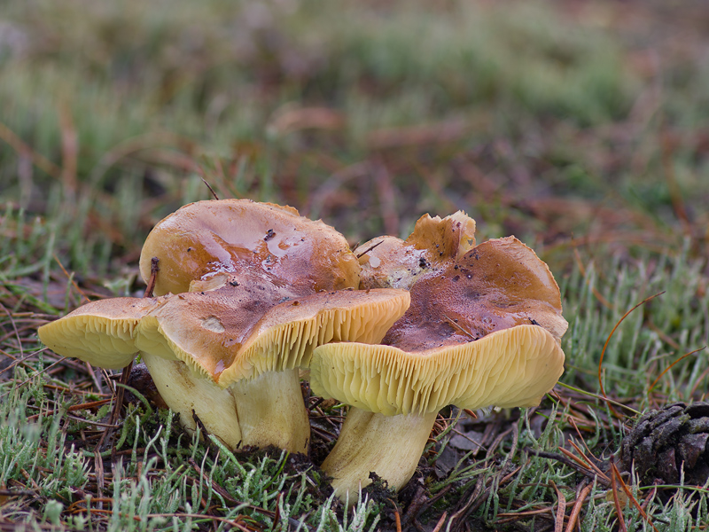 Tricholoma equestre